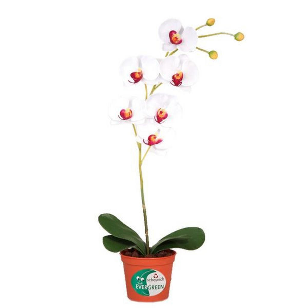 ORCHIDEA orchidea 60 cm