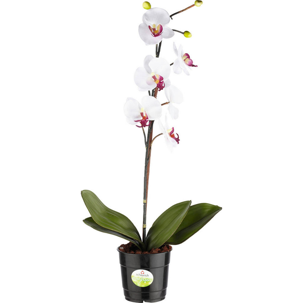 ORCHIDEA 60 cm